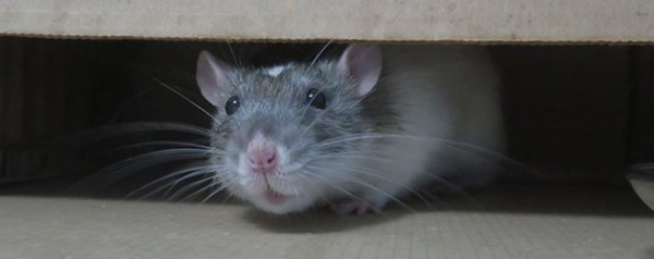 Professional Rodent Droppings Cleanup in Denver Metro